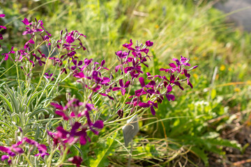 Fototapeta premium Brompton stock or Matthiola Incana plant in Zurich in Switzerland