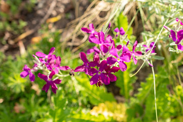 Fototapeta premium Brompton stock or Matthiola Incana plant in Zurich in Switzerland