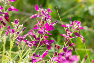 Fototapeta premium Brompton stock or Matthiola Incana plant in Zurich in Switzerland