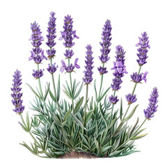Naklejka premium Lavender and assorted flowers isolated on white background