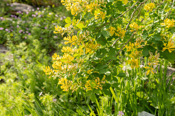 Dalmatian laburnum or Petteria Ramentacea plant in Zurich in Switzerland