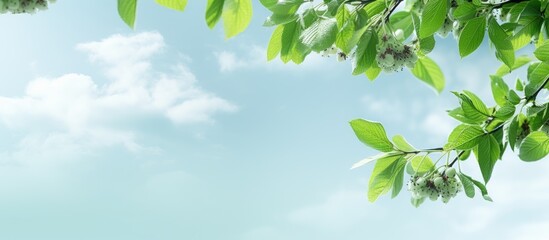 Obraz premium Vivid green cherry branches with leaves against the sky, with a blank space for additional images.