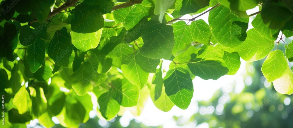Poster sunshine cascading through lush green fig tree leaves creates a serene copy space image.