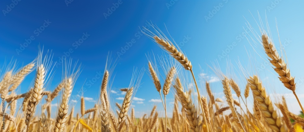 Poster barley straws in a cultivated field with a blue sky backdrop, shown in low angle with plenty of copy