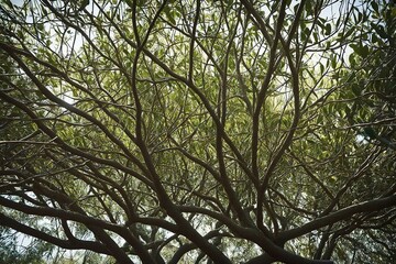 Fototapeta premium trees and sky