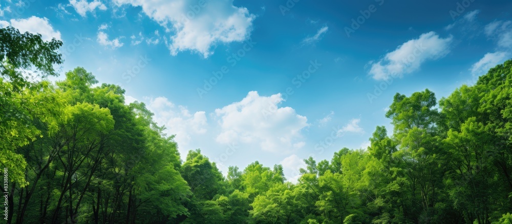Aufkleber Lush green forest with clear blue sky overhead, creating a serene natural setting with a vast copy space image.
