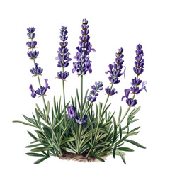 Naklejka premium Lavender flowers isolated on white background in a bunch, representing beauty of nature with purple, blue, and pink tones, ideal for garden and summer themes