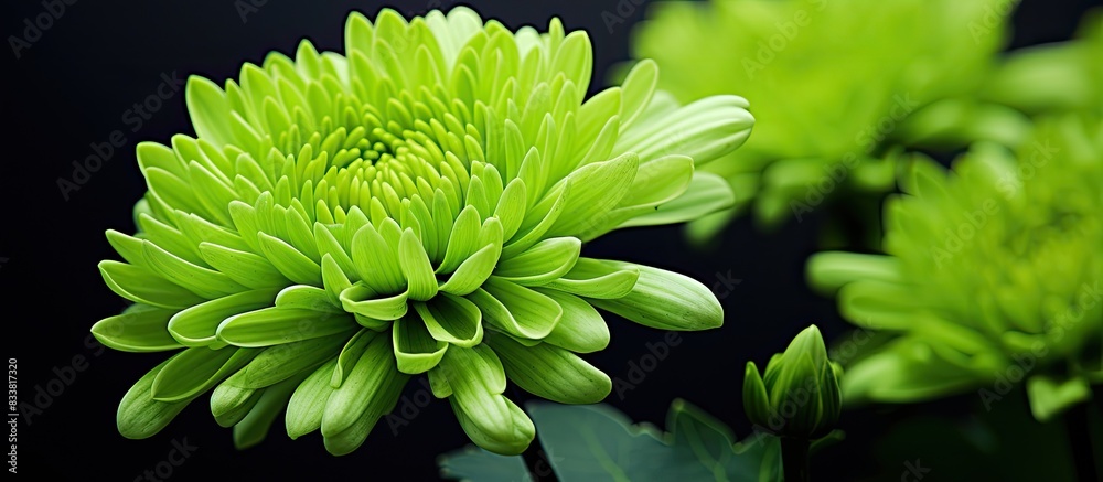 Aufkleber a green chrysanthemum displayed in a copy space image.