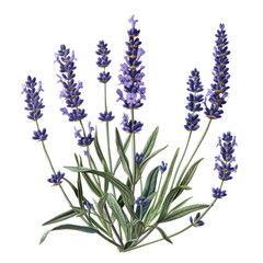 Naklejka premium Lavender flowers isolated on white background with tags related to nature, purple, garden, and aromatherapy