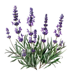 Fototapeta premium A bouquet of lavender flowers isolated on a white background