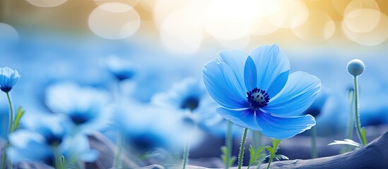 A light blue anemone blooms elegantly in a flower bed, with copy space image.