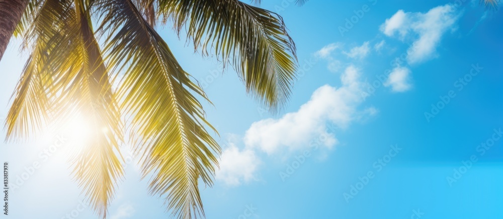 Poster sunlight shining on a picturesque coconut tree with a background of the blue sky, perfect as a copy 