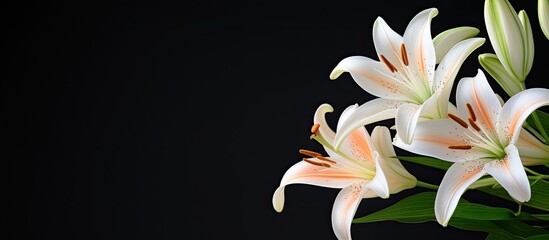 Lily, a beautiful flower with copy space image.