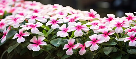 Fototapeta premium Persimmon flower plants, known as Catharanthus roseus, feature pink and white blooms, making them ideal for home decoration with a visually appealing copy space image.