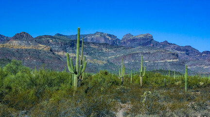 Desert landscape with cacti (Carnegiea gigantea) and other succulents in Organ Pipe NP, Arizona