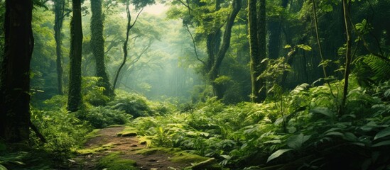 Scenic view of a lush forest with abundant vegetation, suitable as a copy space image.