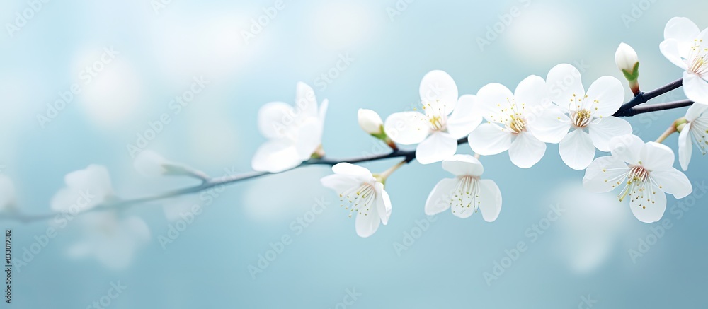 Aufkleber white flowers with a blurred background create a serene copy space image.