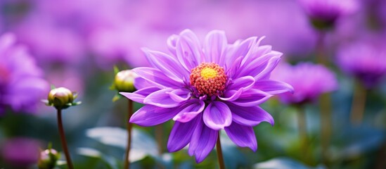 Fototapeta premium A blooming purple margaret flower in a garden with a vibrant look and an elegant appearance, suitable for adding text or other elements in the copy space image.