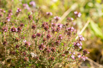 Thymus Pallasianus plant in Zurich in Switzerland