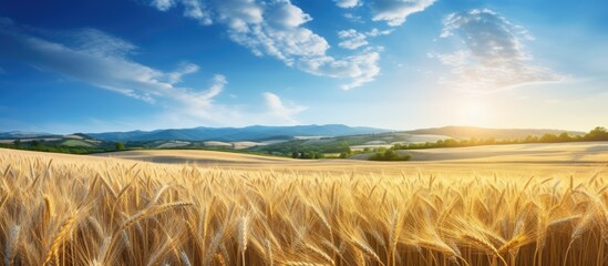 Stunning summer landscape with a picturesque wheat field in the morning light, exemplifying the beauty of nature as a concept background with ample copy space image.