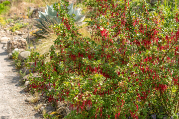 Fuchsia flowered gooseberry or Ribes Speciosum plant in Zurich in Switzerland