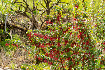 Fuchsia flowered gooseberry or Ribes Speciosum plant in Zurich in Switzerland