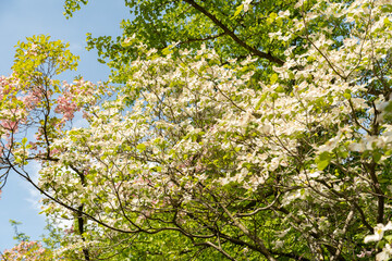 Fototapeta premium Pacific dogwood or Cornus Nuttallii plant in Zurich in Switzerland