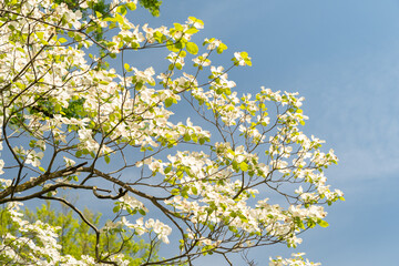 Pacific dogwood or Cornus Nuttallii plant in Zurich in Switzerland