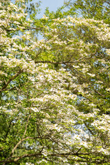 Pacific dogwood or Cornus Nuttallii plant in Zurich in Switzerland