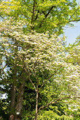 Pacific dogwood or Cornus Nuttallii plant in Zurich in Switzerland