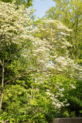 Pacific dogwood or Cornus Nuttallii plant in Zurich in Switzerland