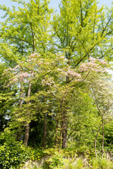 Flowering dogwood or Cornus Florida plant in Zurich in Switzerland