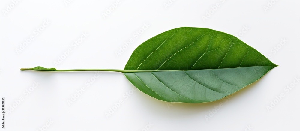 Poster Image of a leaf with an empty space for duplication placed on a white backdrop. with copy space image. Place for adding text or design