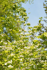 Flowering dogwood or Cornus Florida plant in Zurich in Switzerland