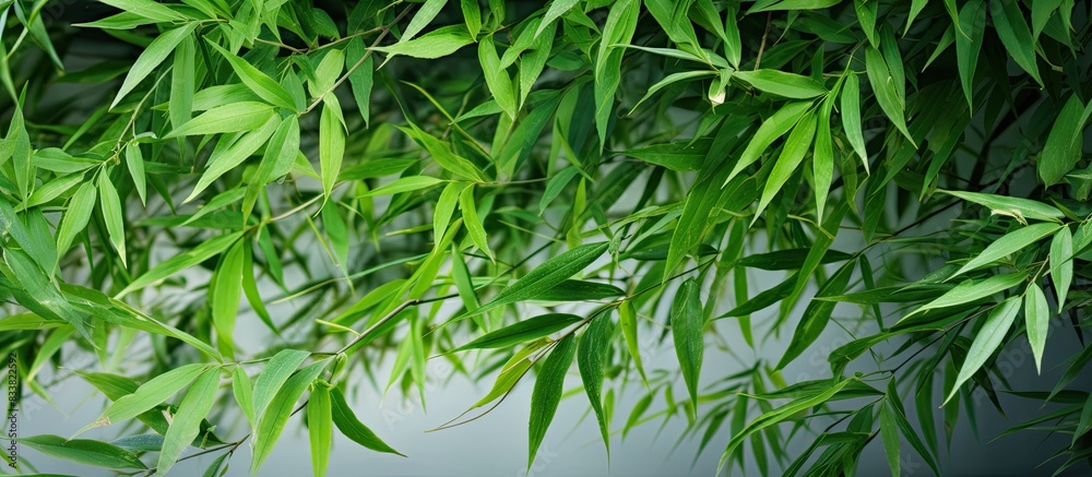 Aufkleber Background consisting of bamboo leaves with space for adding images. with copy space image. Place for adding text or design