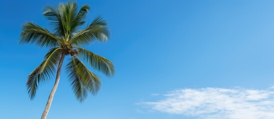 Fototapeta premium A tropical coconut palm tree set against a clear blue sky provides a serene copy space image.