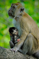 Baby long tailed macaque in rain forest