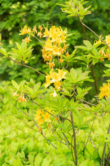 Yellow azalea or Rhododendron Luteum plant in Zurich in Switzerland