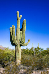 Desert landscape with cacti (Carnegiea gigantea) and other succulents in Organ Pipe NP, Arizona