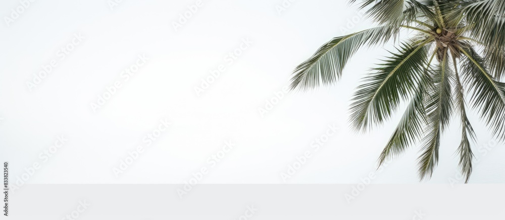 Poster Coconut tree with copy space image against a white backdrop.