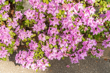 Obraz premium Rhododendron Hybridum plant in Zurich in Switzerland