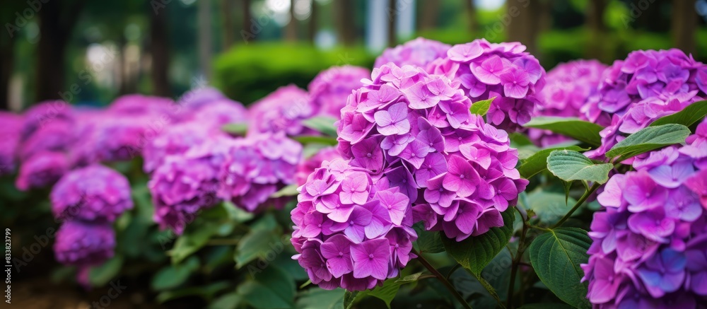 Poster purple hydrangea flowers in the garden, providing a vibrant burst of color against a backdrop of lus