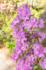 Obraz premium Rhododendron Hybridum plant in Zurich in Switzerland