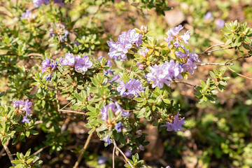 Rhododendron Polycladum plant in Zurich in Switzerland