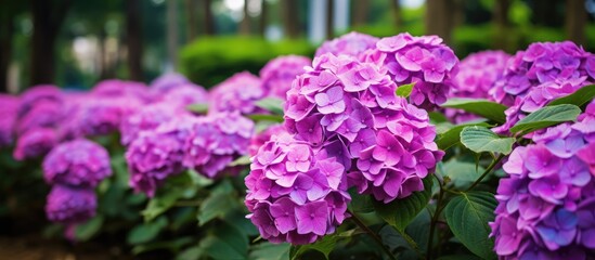Purple hydrangea flowers in the garden, providing a vibrant burst of color against a backdrop of lush foliage, creating a picturesque scene with copy space image.