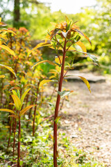 Griffiths spurge or Euphorbia Griffithii plant in Zurich in Switzerland