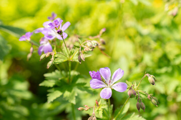 Wood cranesbill or Geranium Sylvaticum plant in Zurich in Switzerland
