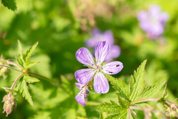 Wood cranesbill or Geranium Sylvaticum plant in Zurich in Switzerland