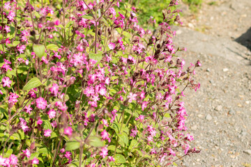 Red Campion or Silene Dioica plant in Zurich in Switzerland