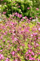 Red Campion or Silene Dioica plant in Zurich in Switzerland